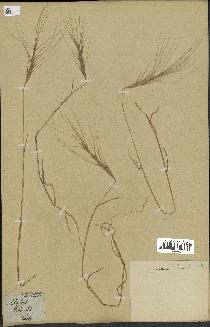 spécimen de Aegilops triuncialis