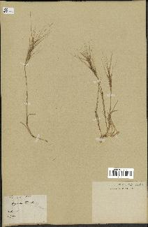 spécimen de Aegilops triuncialis