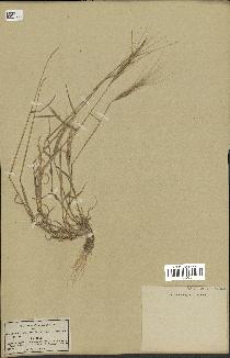 spécimen de Aegilops triuncialis