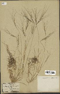 spécimen de Aegilops triuncialis