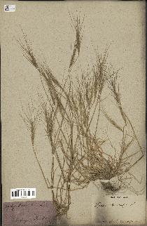 spécimen de Aegilops triuncialis
