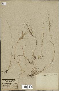 spécimen de Aegilops triuncialis