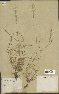 spécimen de Aegilops triuncialis