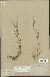 spécimen de Aegilops triuncialis