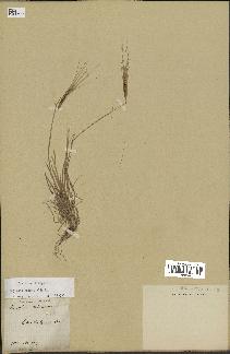 spécimen de Aegilops triuncialis