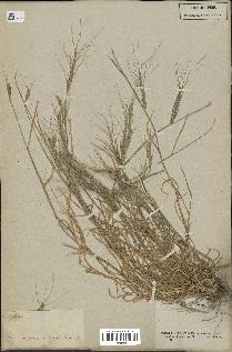 spécimen de Aegilops triuncialis