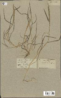 spécimen de Aegilops triuncialis