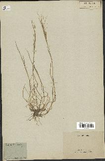 spécimen de Aegilops triuncialis