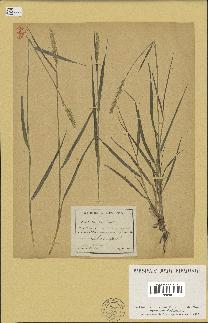 spécimen de Triticum repens