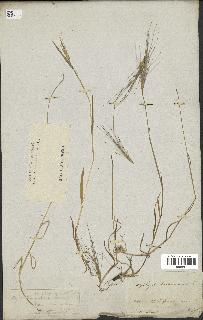 spécimen de Aegilops triuncialis