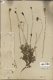 spécimen de Papaver dubium