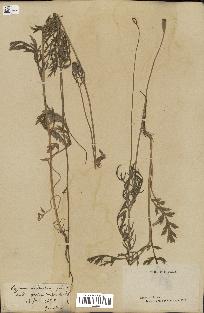 spécimen de Papaver dubium