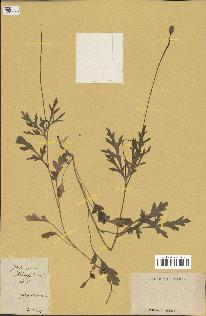 spécimen de Papaver dubium