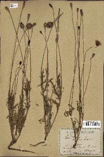 spécimen de Papaver dubium