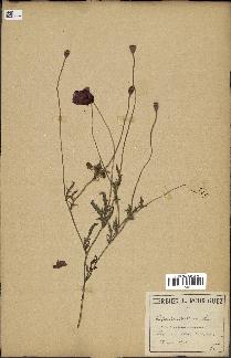 spécimen de Papaver dubium