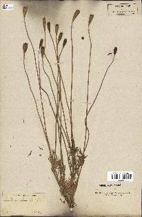 spécimen de Papaver dubium