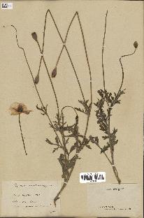 spécimen de Papaver dubium