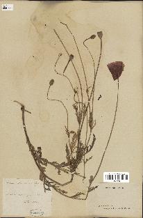 spécimen de Papaver dubium