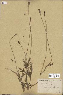 spécimen de Papaver dubium