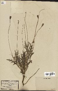 spécimen de Papaver dubium