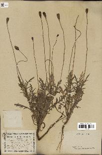 spécimen de Papaver dubium