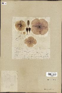 spécimen de Papaver dubium