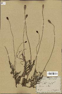 spécimen de Papaver dubium