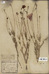 spécimen de Papaver dubium