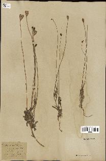 spécimen de Papaver dubium