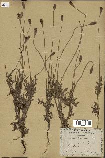 spécimen de Papaver dubium