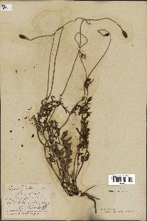 spécimen de Papaver dubium