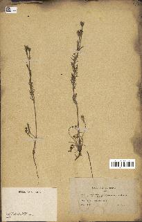 spécimen de Papaver hybridum