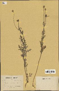 spécimen de Papaver hybridum