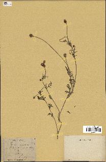 spécimen de Papaver hybridum
