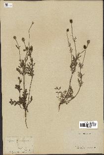 spécimen de Papaver hybridum
