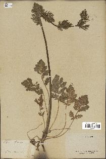 spécimen de Papaver hybridum