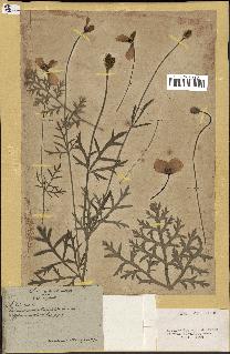 spécimen de Papaver hybridum