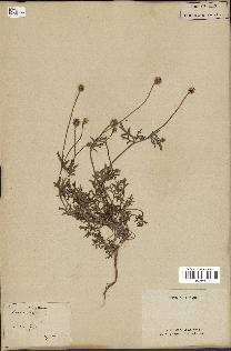 spécimen de Papaver hybridum