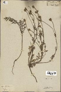 spécimen de Papaver hybridum