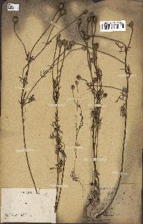spécimen de Papaver hybridum