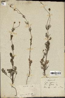 spécimen de Papaver hybridum