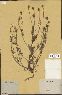 spécimen de Papaver hybridum