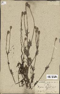 spécimen de Papaver hybridum