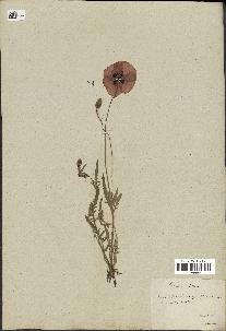 spécimen de Papaver rhoeas