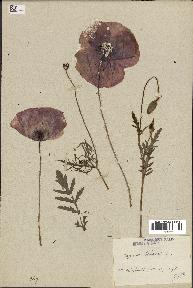 spécimen de Papaver rhoeas