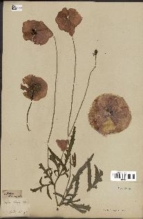 spécimen de Papaver rhoeas