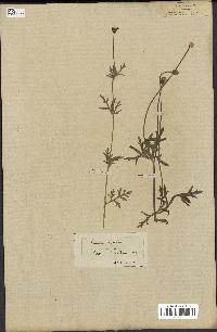 spécimen de Papaver hybridum