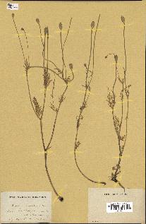 spécimen de Papaver hybridum