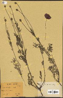 spécimen de Papaver hybridum
