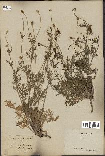 spécimen de Papaver hybridum
